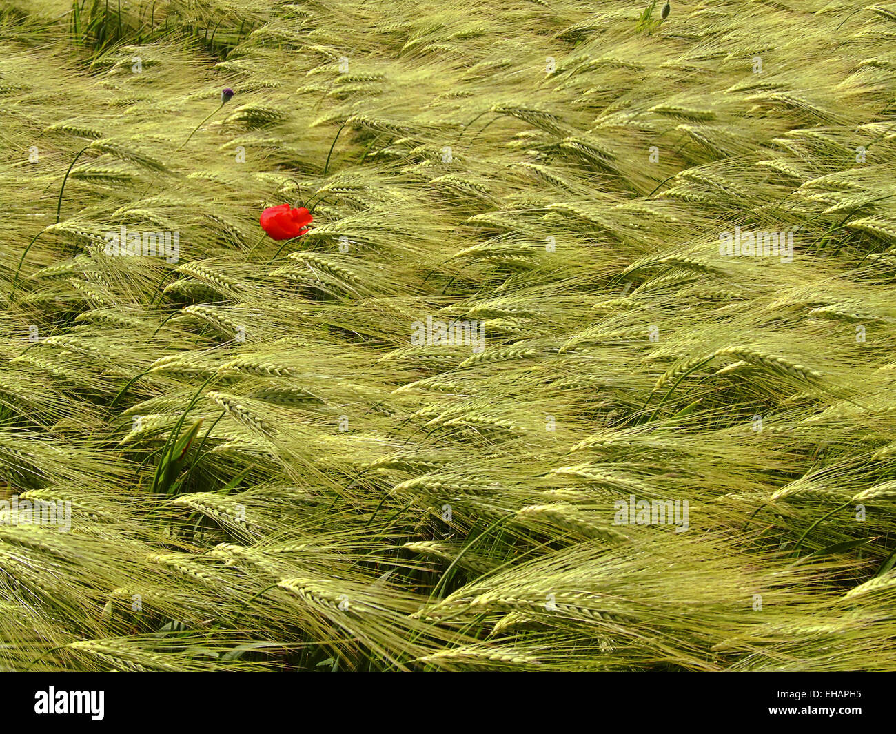 Mohn Und Korn / roter Mohn Stockfoto