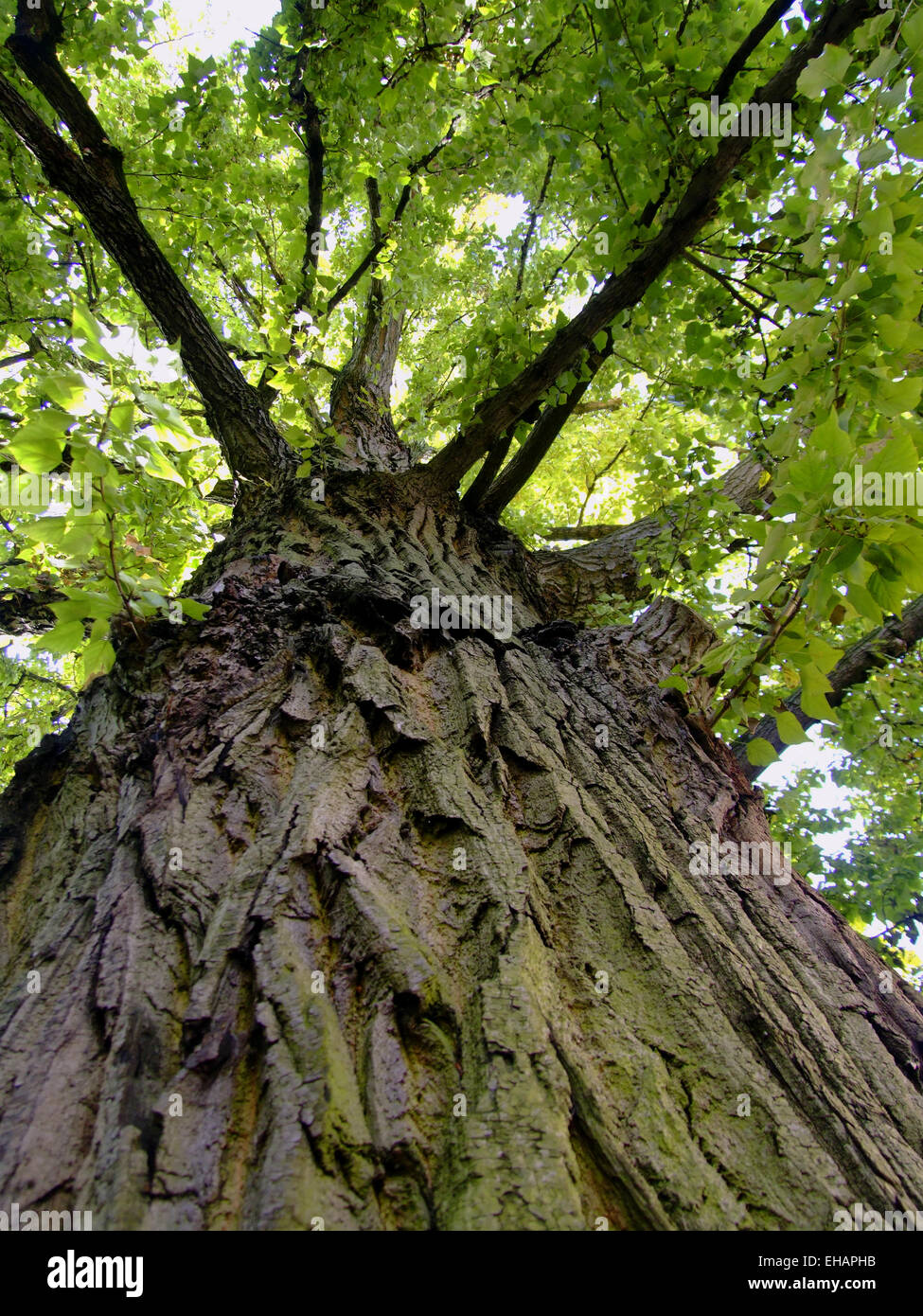 Schwarzpappel / Schwarz-Pappel (Populus Nigra) Stockfoto