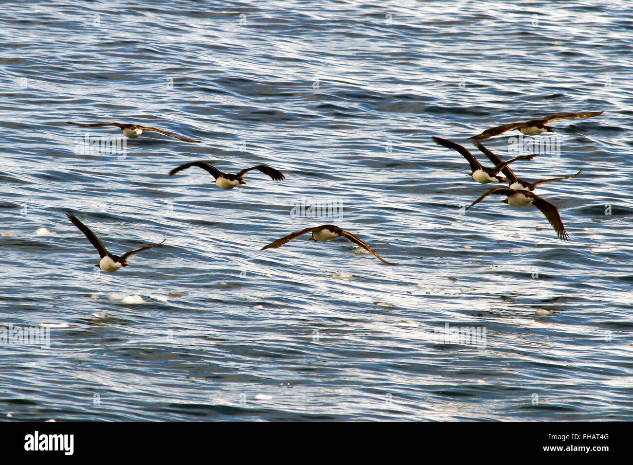 Imperial Shag (Phalacrocorax Atriceps) im Flug. Diese Seevogel ist eine Art des Kormorans und findet sich in den Regionen rund um Antarc Stockfoto