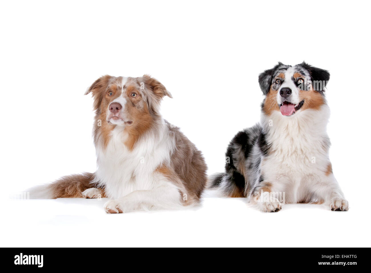 Zwei Australian Shepherd Hunde Stockfoto