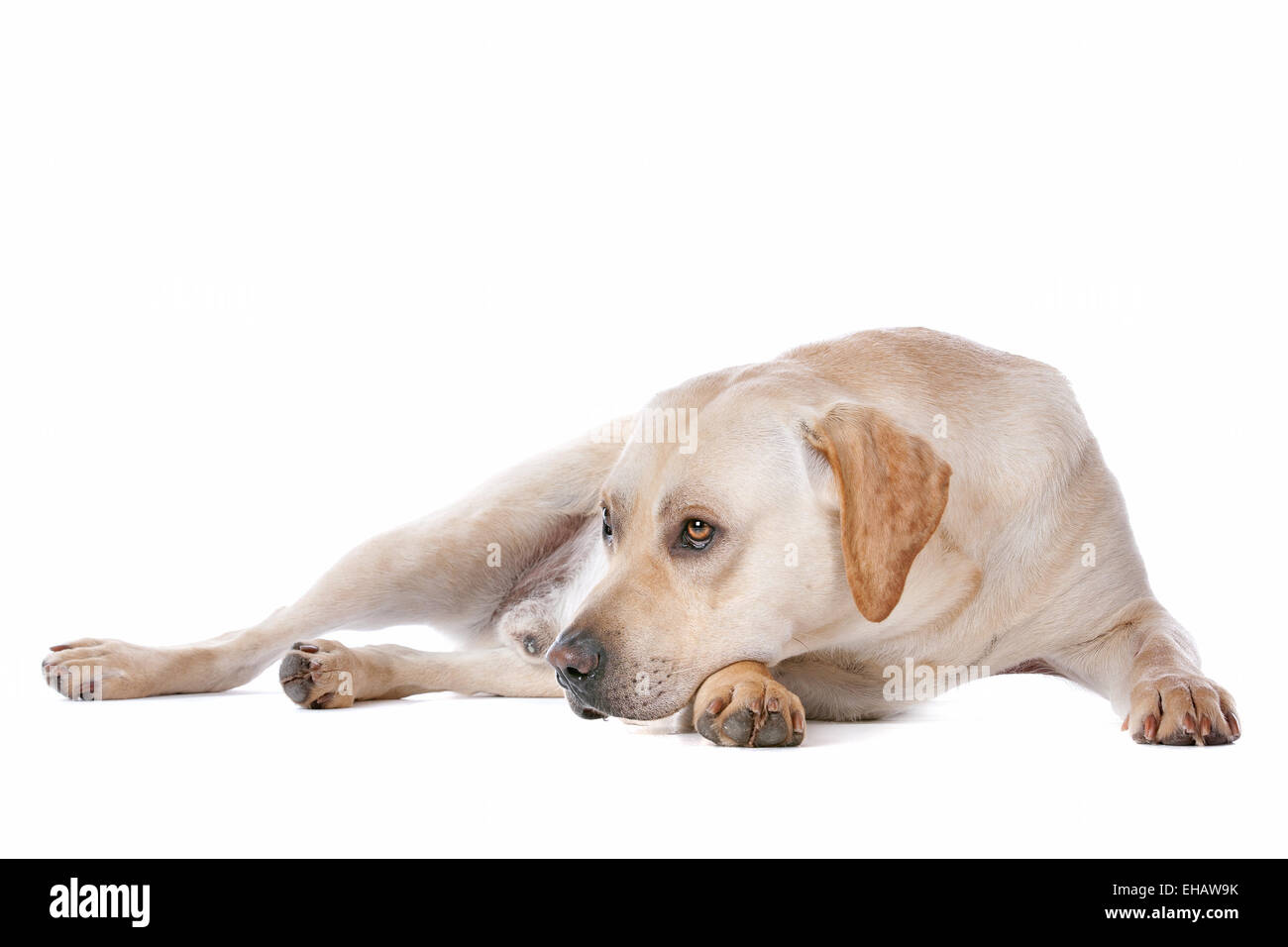 Labrador Retriever Stockfoto