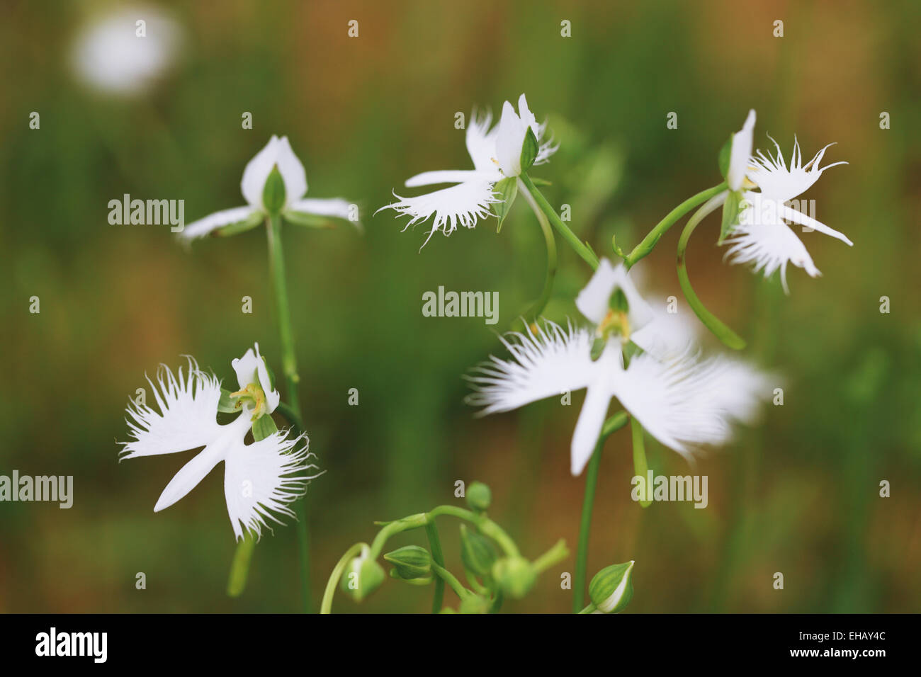 Fransen Orchidee Stockfoto