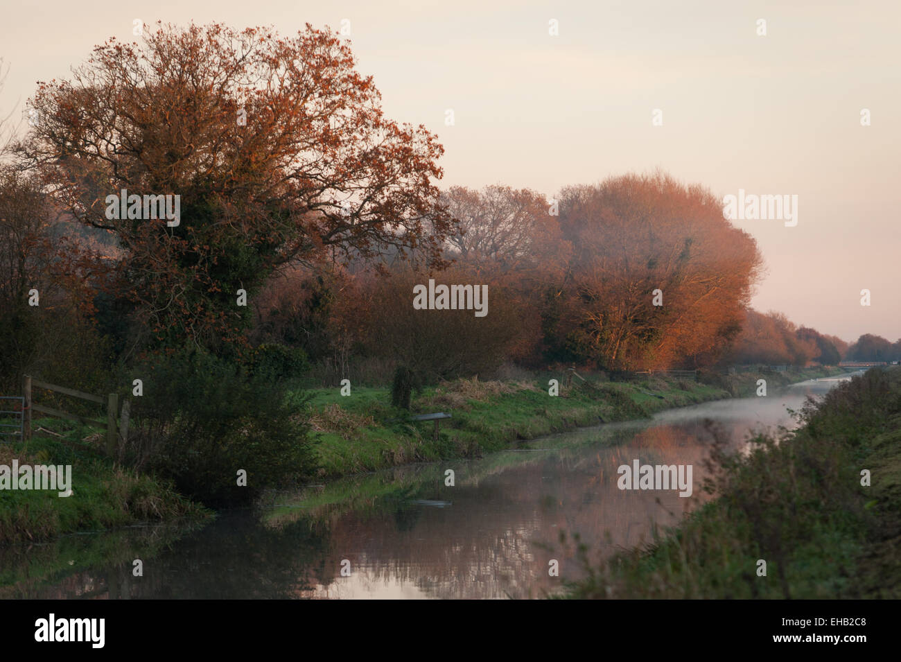 Naturschutzgebiet Shapwick Heide, Somerset. Stockfoto