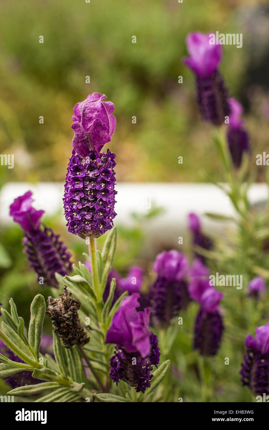 Lavendel Devonshire kompakt in einem englischen Garten wächst Stockfoto