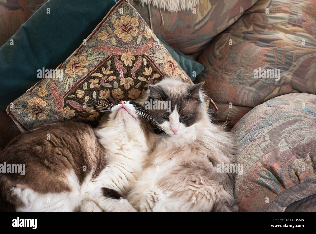 Zwei junge Ragdollkatzen in einem Sessel entspannen Stockfoto