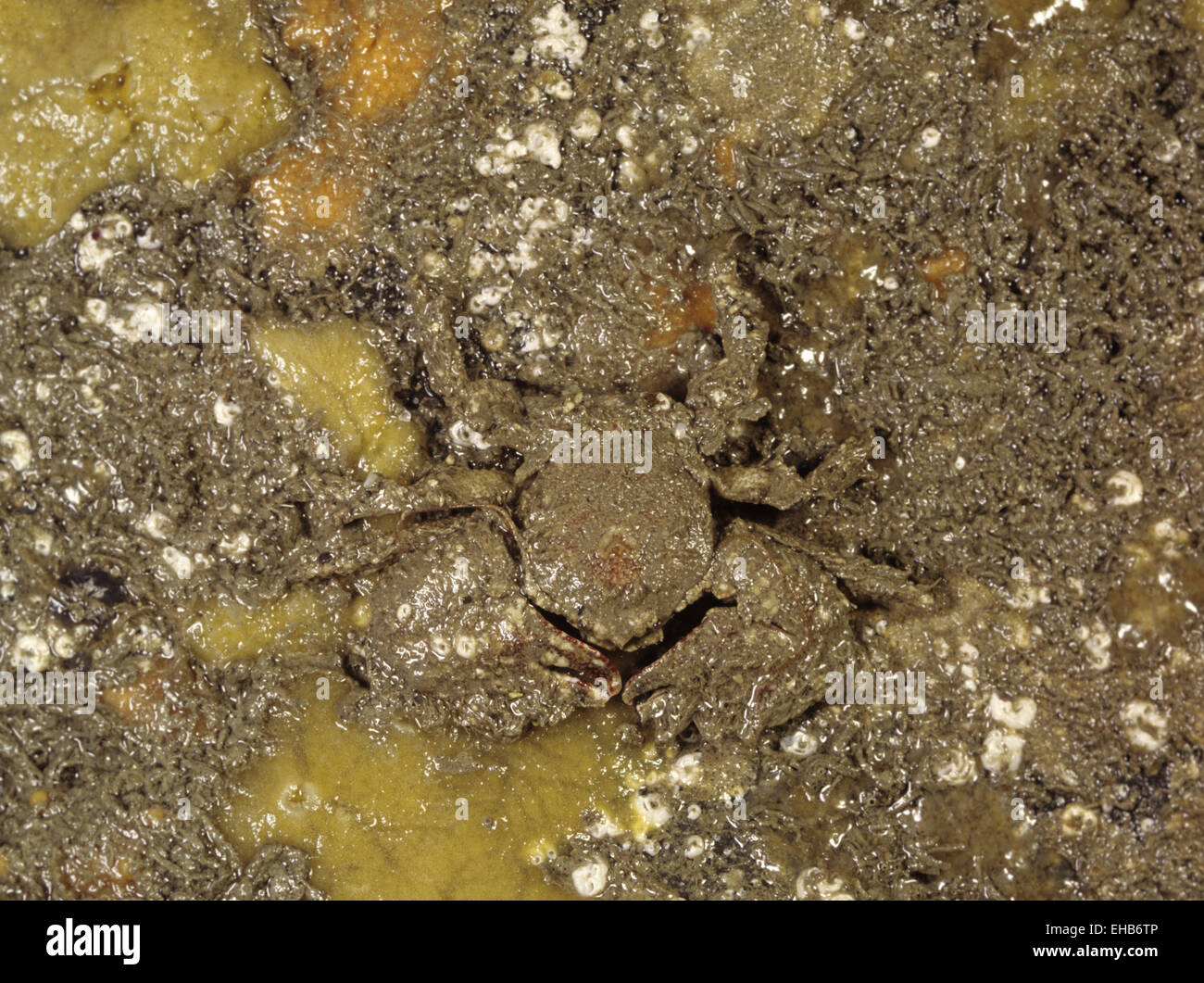 Breit-krallte Porzellan Krabbe - via platycheles Stockfoto