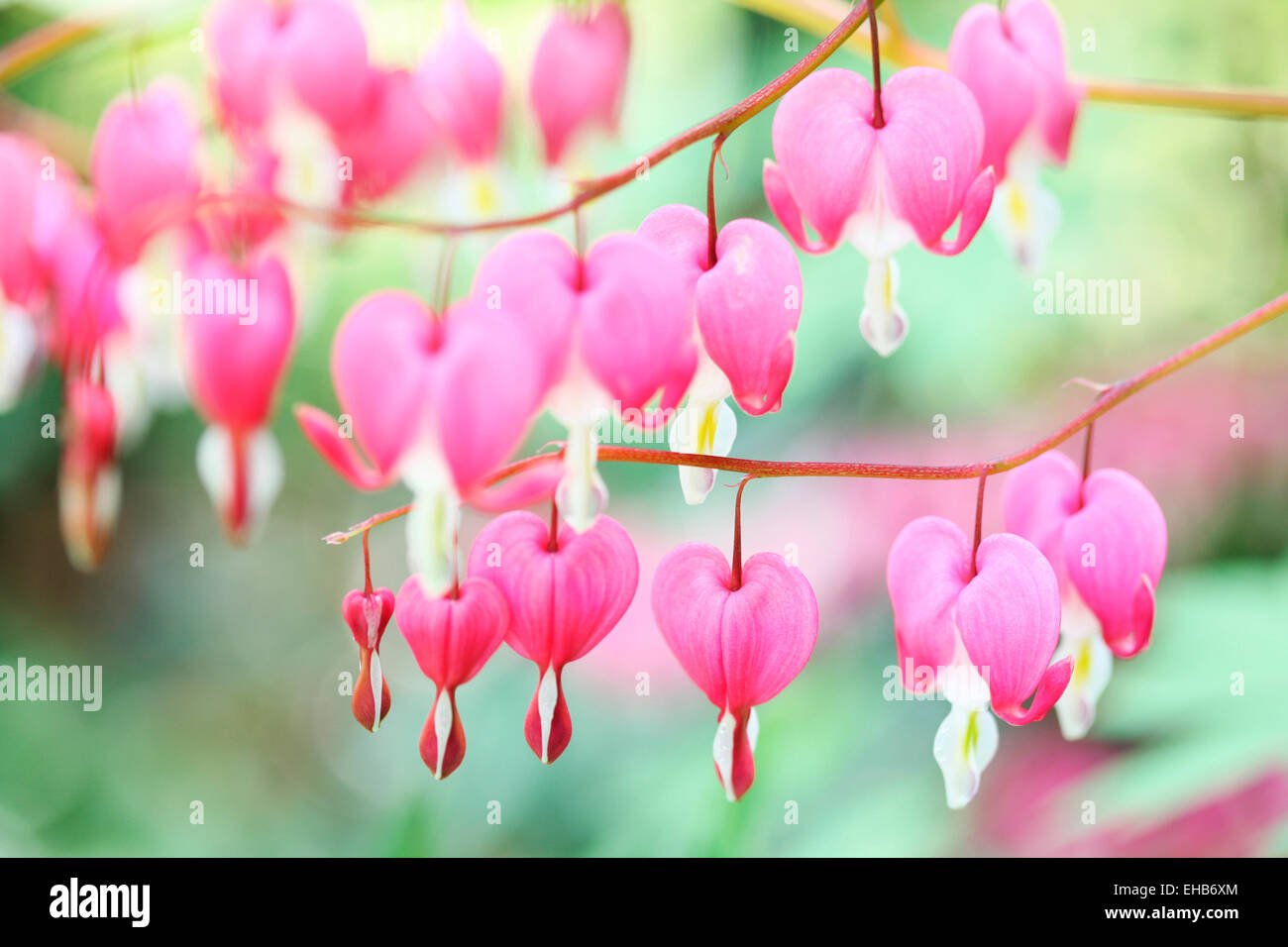 Wunderschöne rosa Herzblume ergibt sich im Frühjahr blühen durch Sommer Jane Ann Butler Fotografie JABP777 Stockfoto