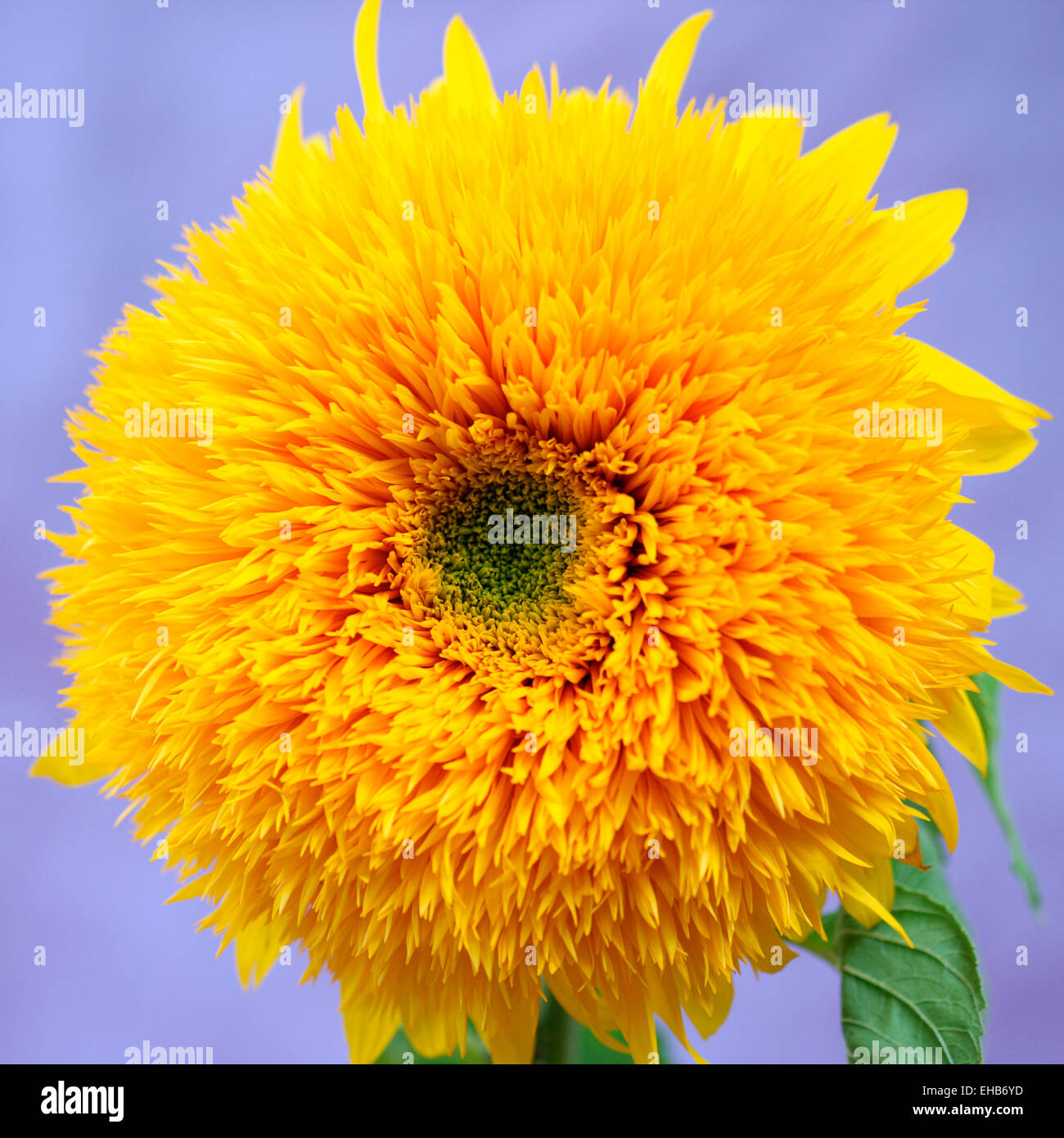 Markante beeindruckende Teddybär Sonnenblumen Kopf Jane Ann Butler Fotografie JABP645 Stockfoto