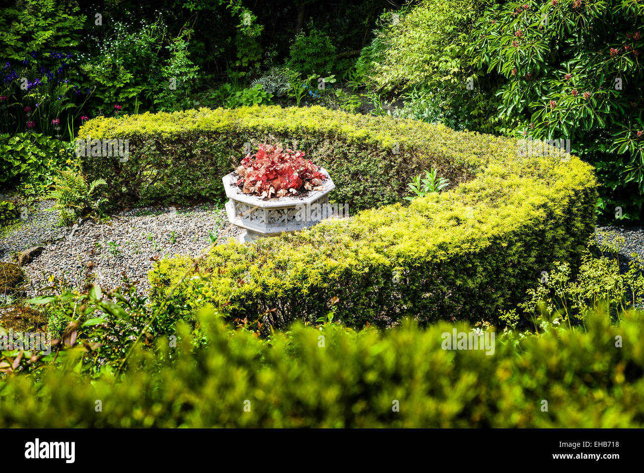 Eine kleine kunstvolle Urne gepflanzt mit Heuchera innerhalb einer hufeisenförmigen niedrigen Hecke in einem Wald Garten in UK Stockfoto