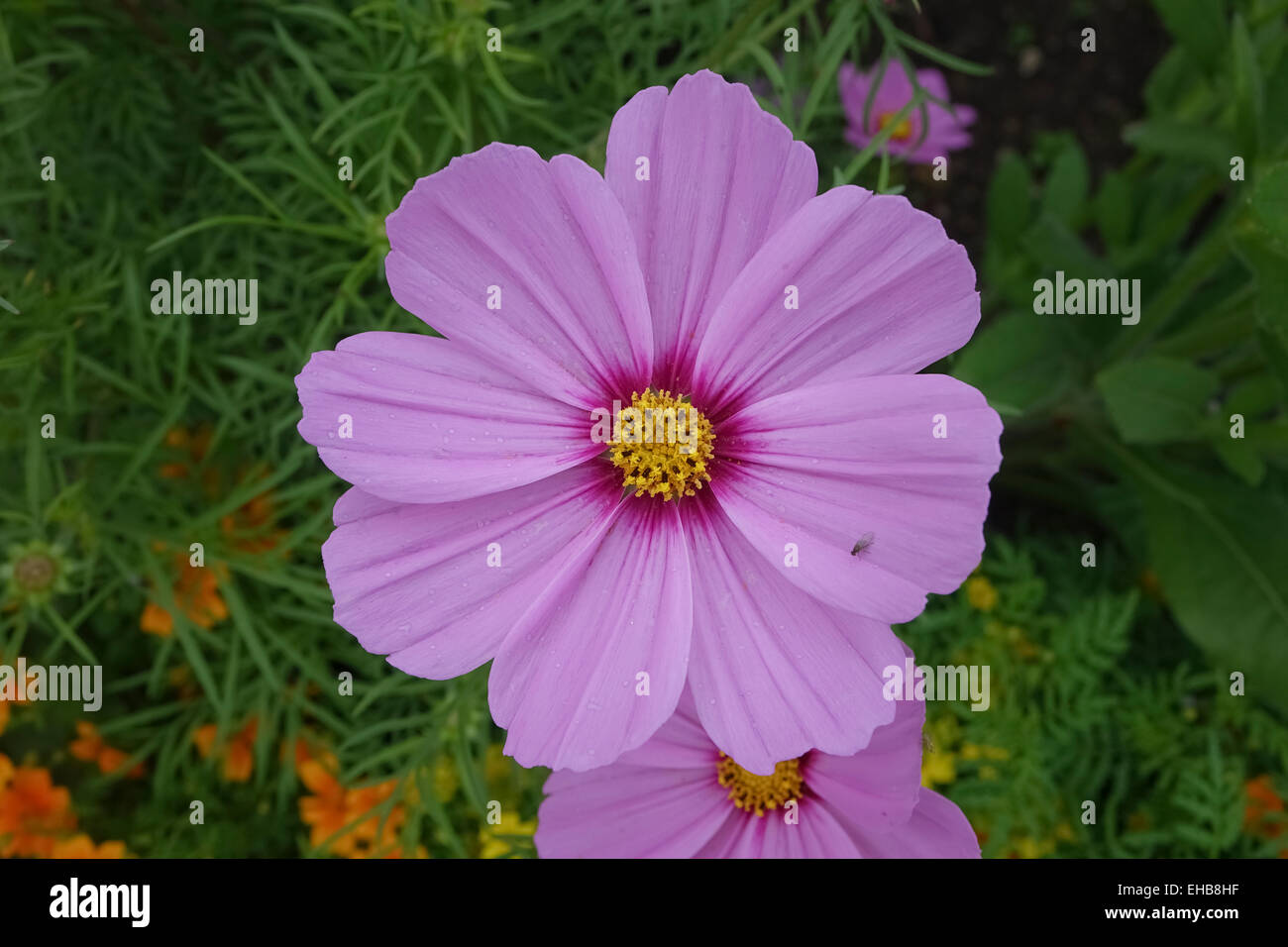 Cosmos Bipinnatus mit hell rosa Blume Stockfoto