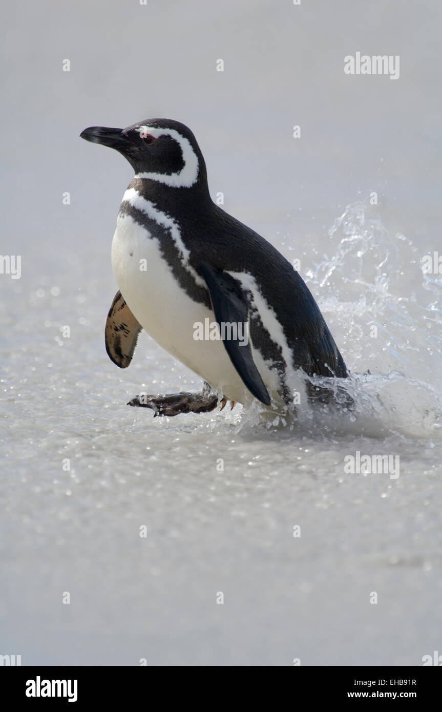 Mit ca. 73 cm Körpergröße Gehört der Magellanpinguin (Spheniscus Magellanicus) Zu Den Mittelgroßen Pinguinarten. Er ist eine Höhle Stockfoto