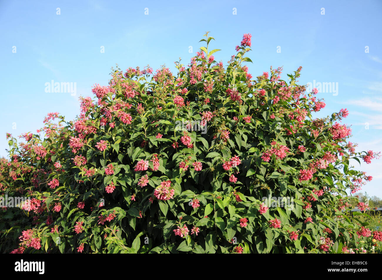 Mexikanische cestrum Stockfoto