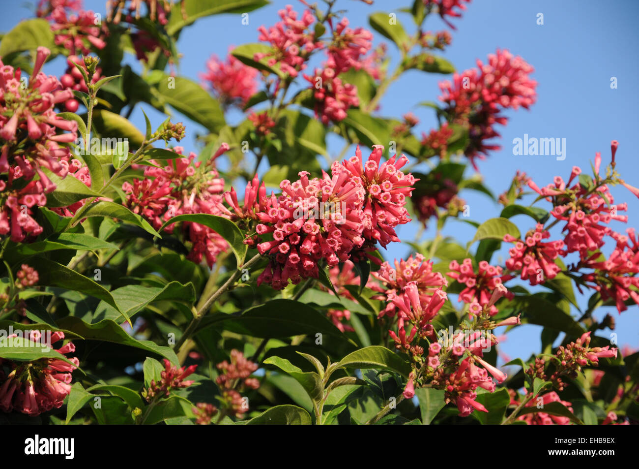 Mexikanische cestrum Stockfoto