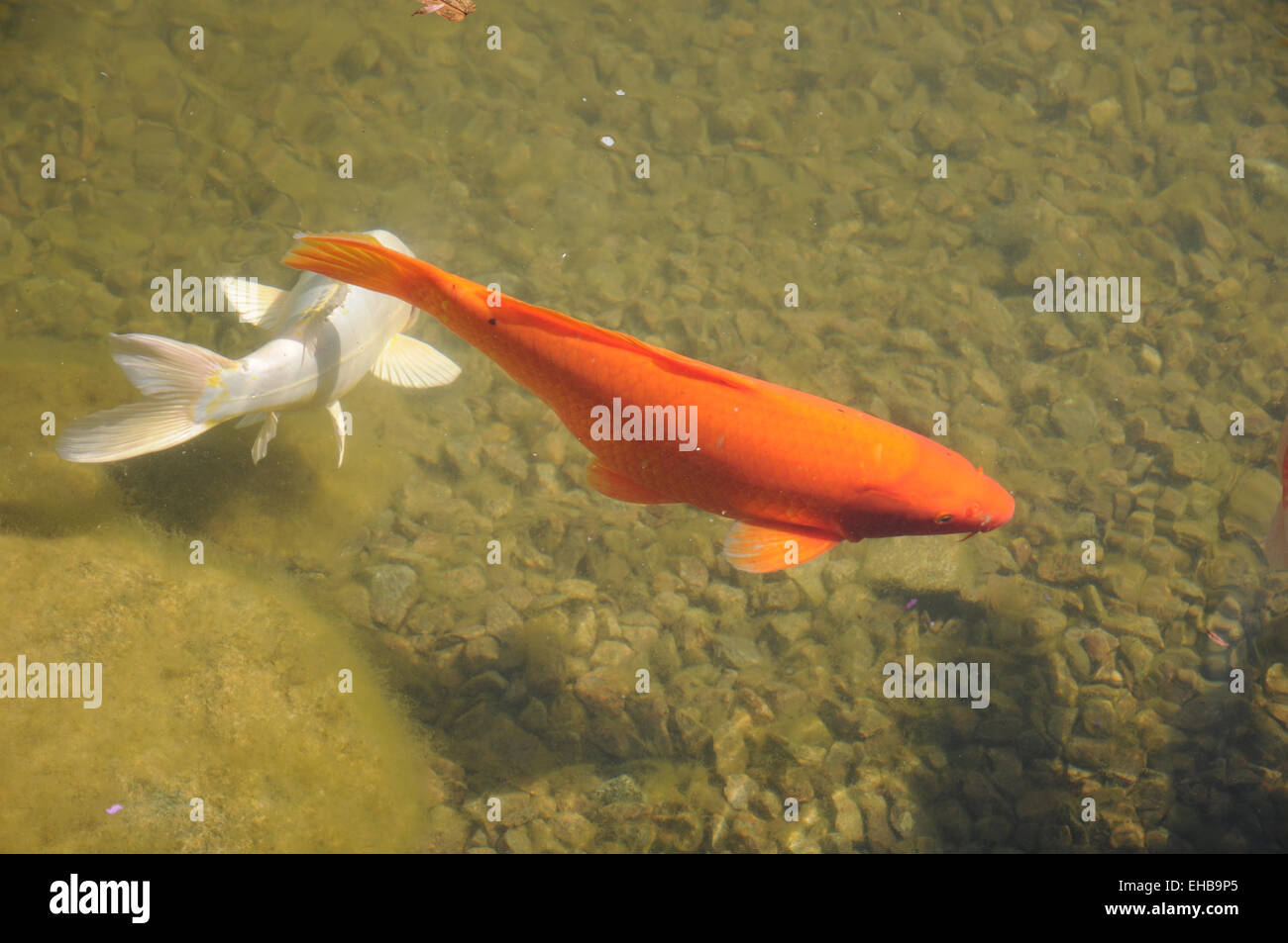 Kois teich Fotos und Bildmaterial in hoher Auflösung Alamy
