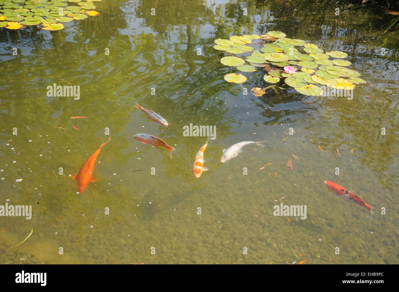 Kois teich Fotos und Bildmaterial in hoher Auflösung Alamy