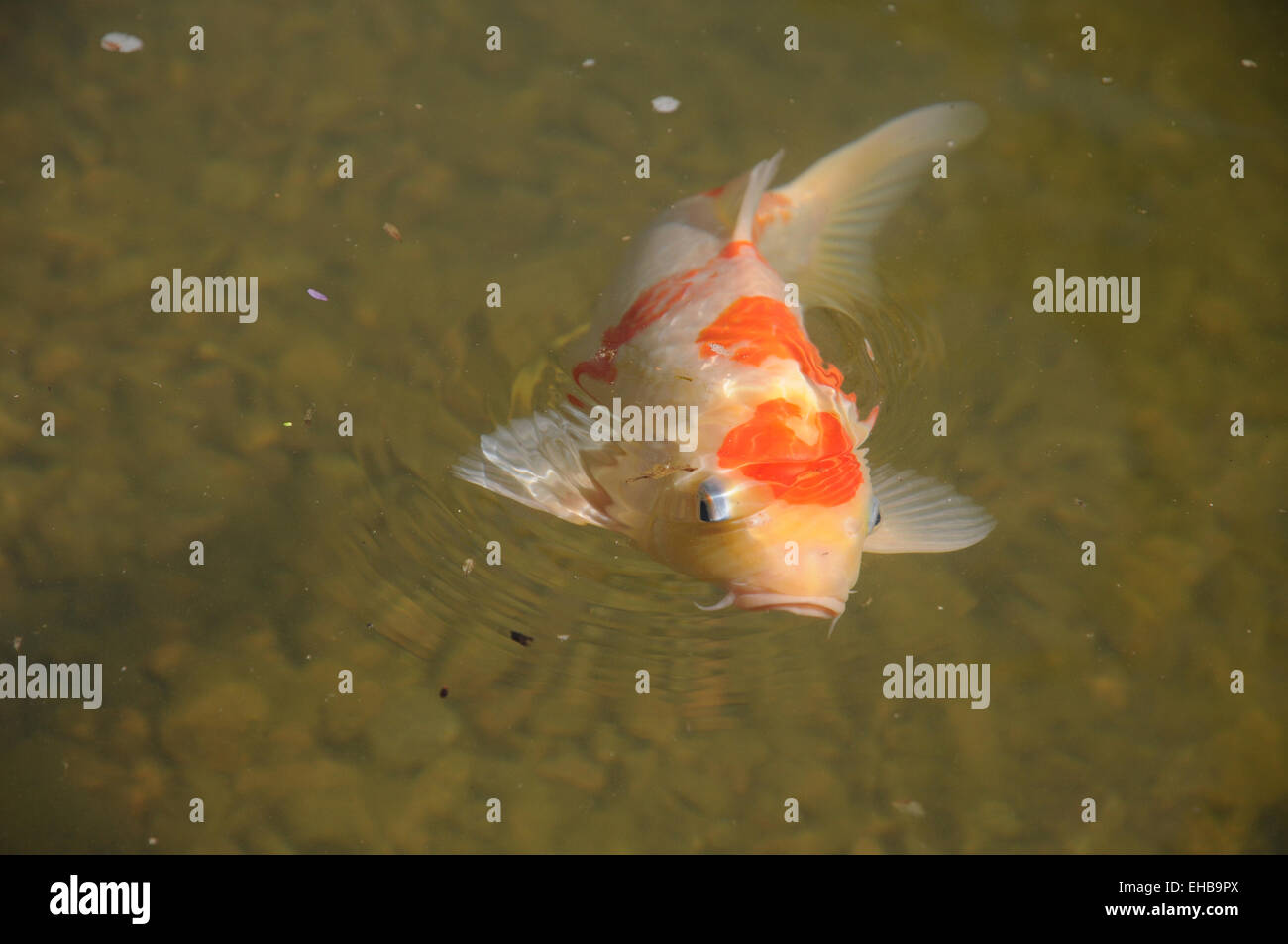 Kois teich Fotos und Bildmaterial in hoher Auflösung Alamy