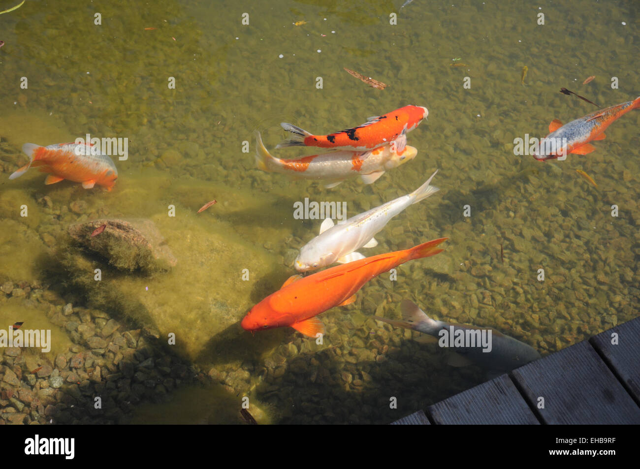 Kois teich Fotos und Bildmaterial in hoher Auflösung Alamy