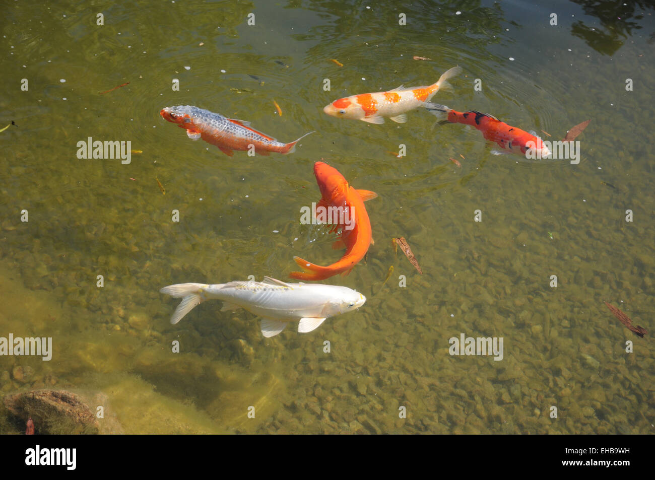 Kois teich Fotos und Bildmaterial in hoher Auflösung Alamy