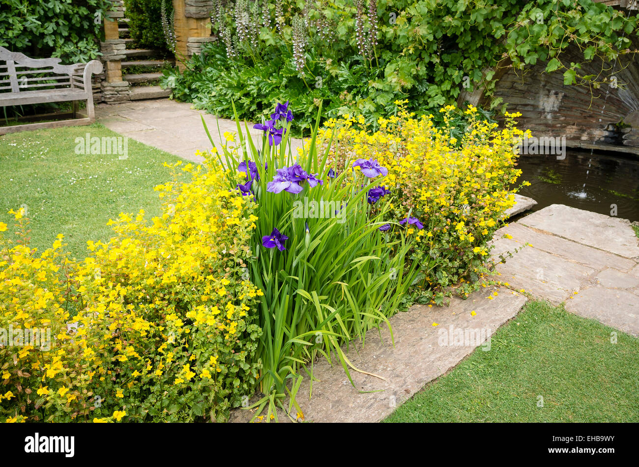 Mimulus Blumen und Iris in ein Bächlein am Hestercombe in Somerset UK Stockfoto