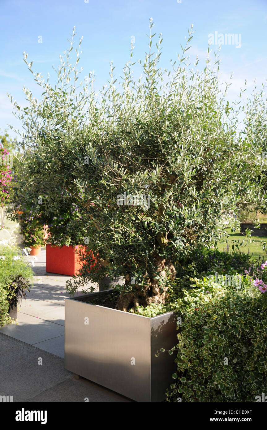Olivenbaum garden -Fotos und -Bildmaterial in hoher Auflsung  Alamy