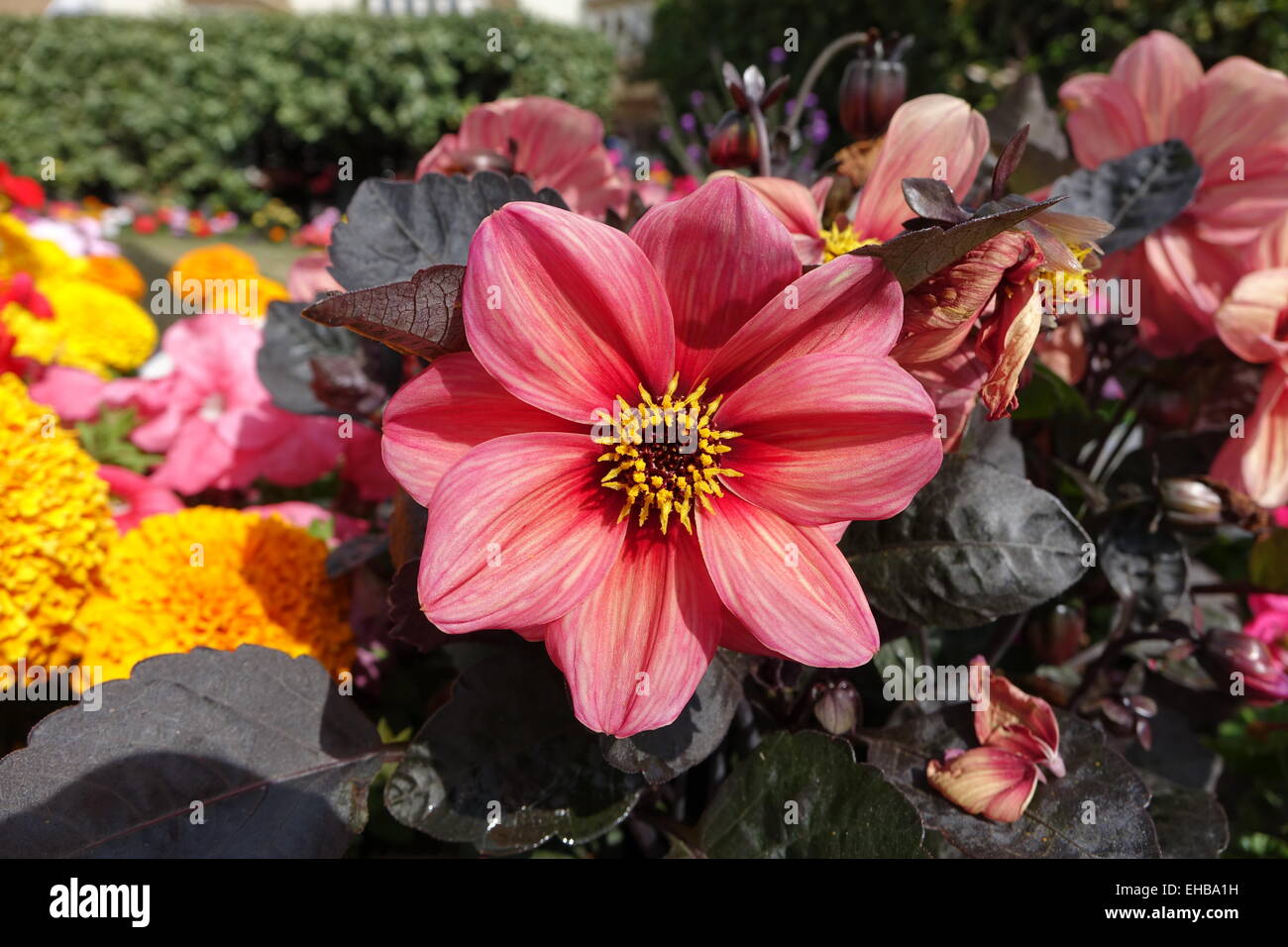 Rote Dahlien in voller Blüte Stockfoto