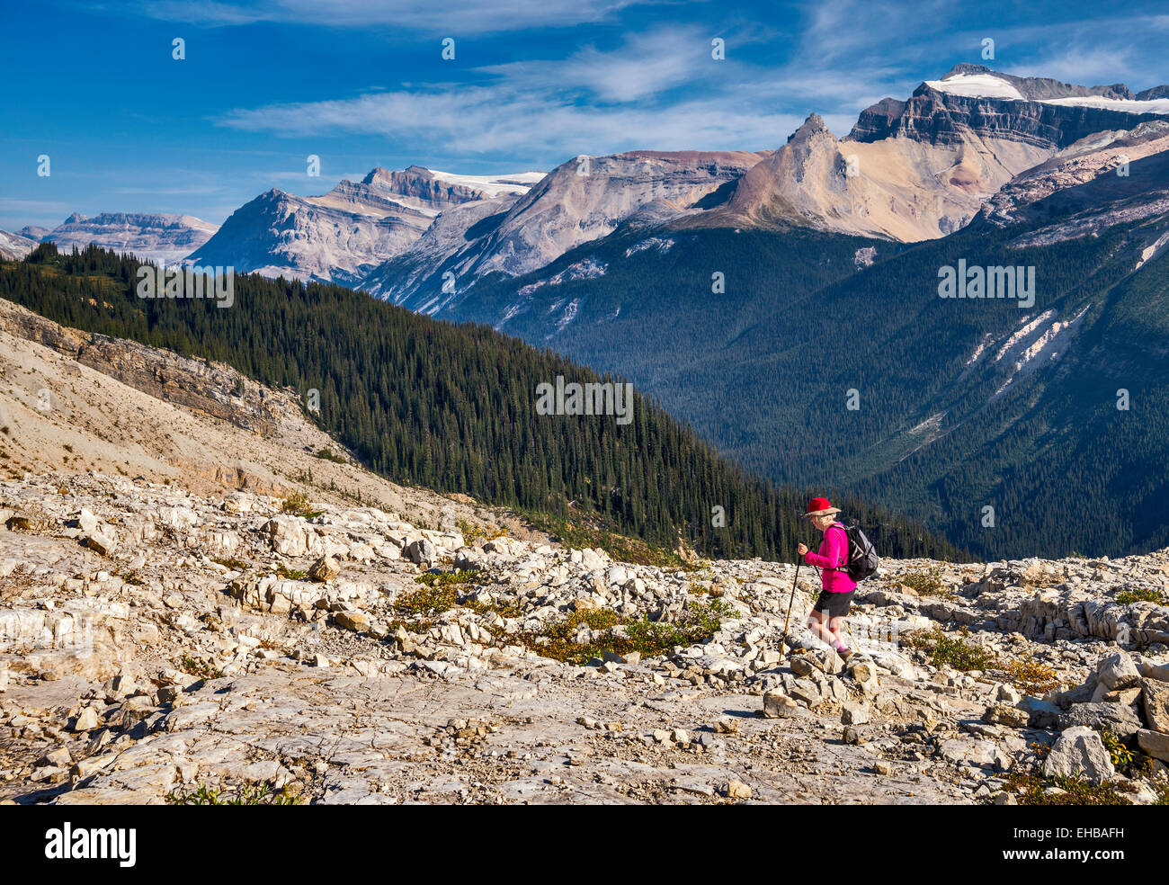 Wanderer auf Iceline Trail, Blick auf werden Range über Yoho Valley, Canadian Rockies, Yoho Nationalpark, Britisch-Kolumbien, Kanada Stockfoto