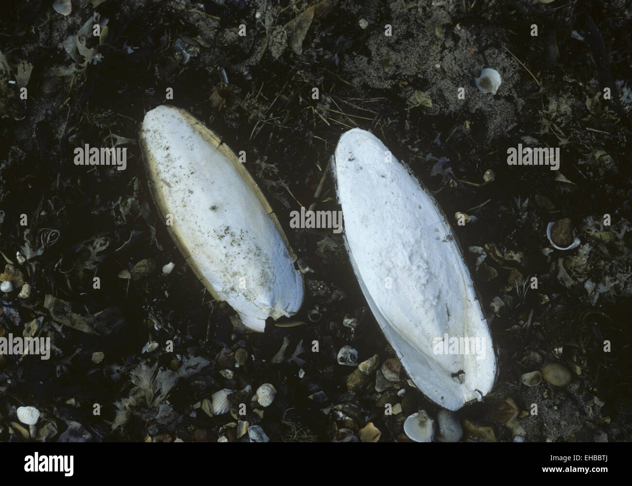Gemeinsamer Knochen Tintenfisch - Sepia officinalis Stockfoto