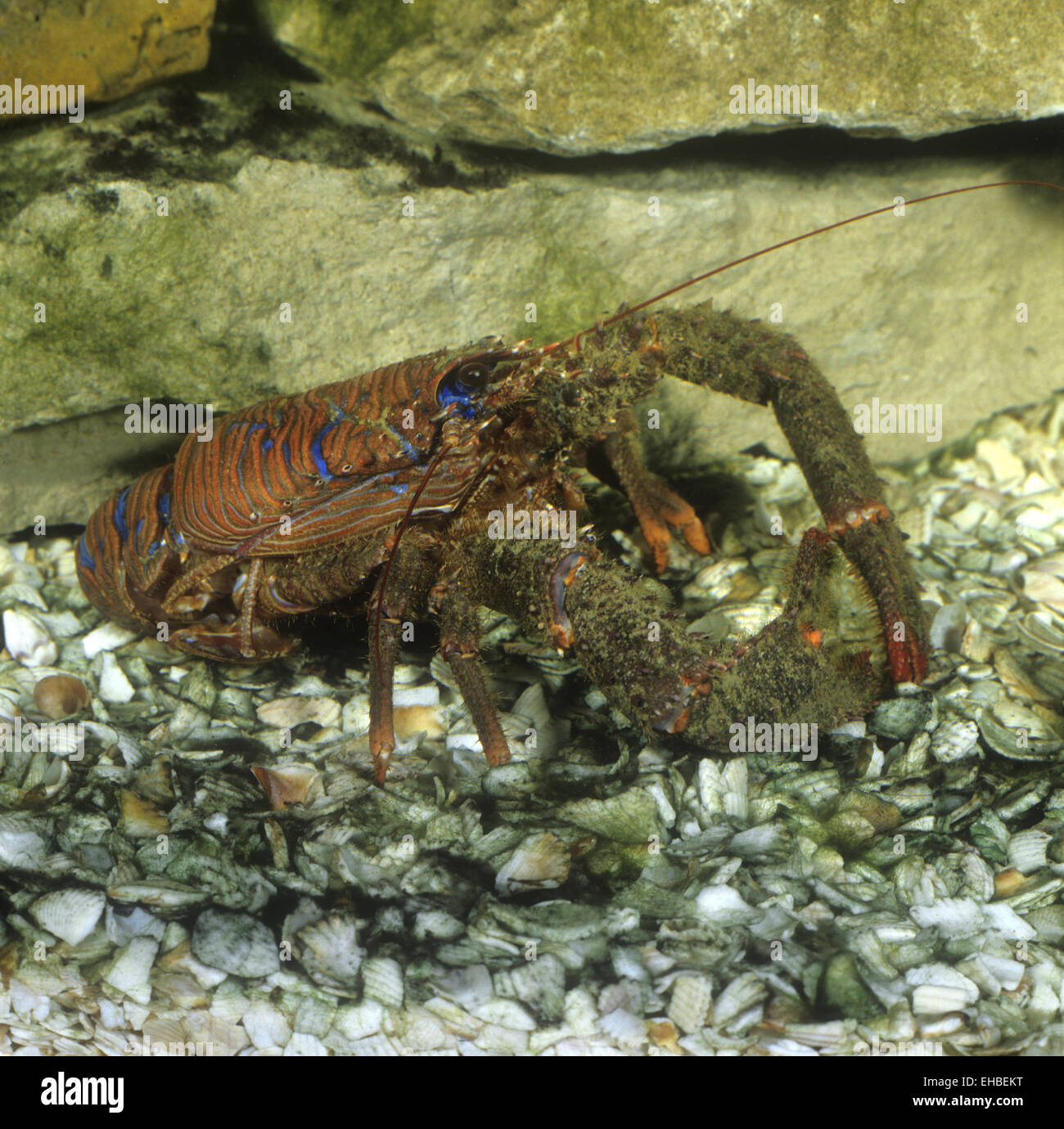 Stachelige Squat Lobster - Galathea strigosa Stockfoto