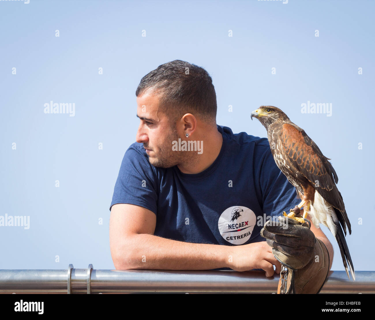 Harris Hawks verwendet, um Tauben an touristischen Strand auf Gran Canaria zu steuern Stockfoto