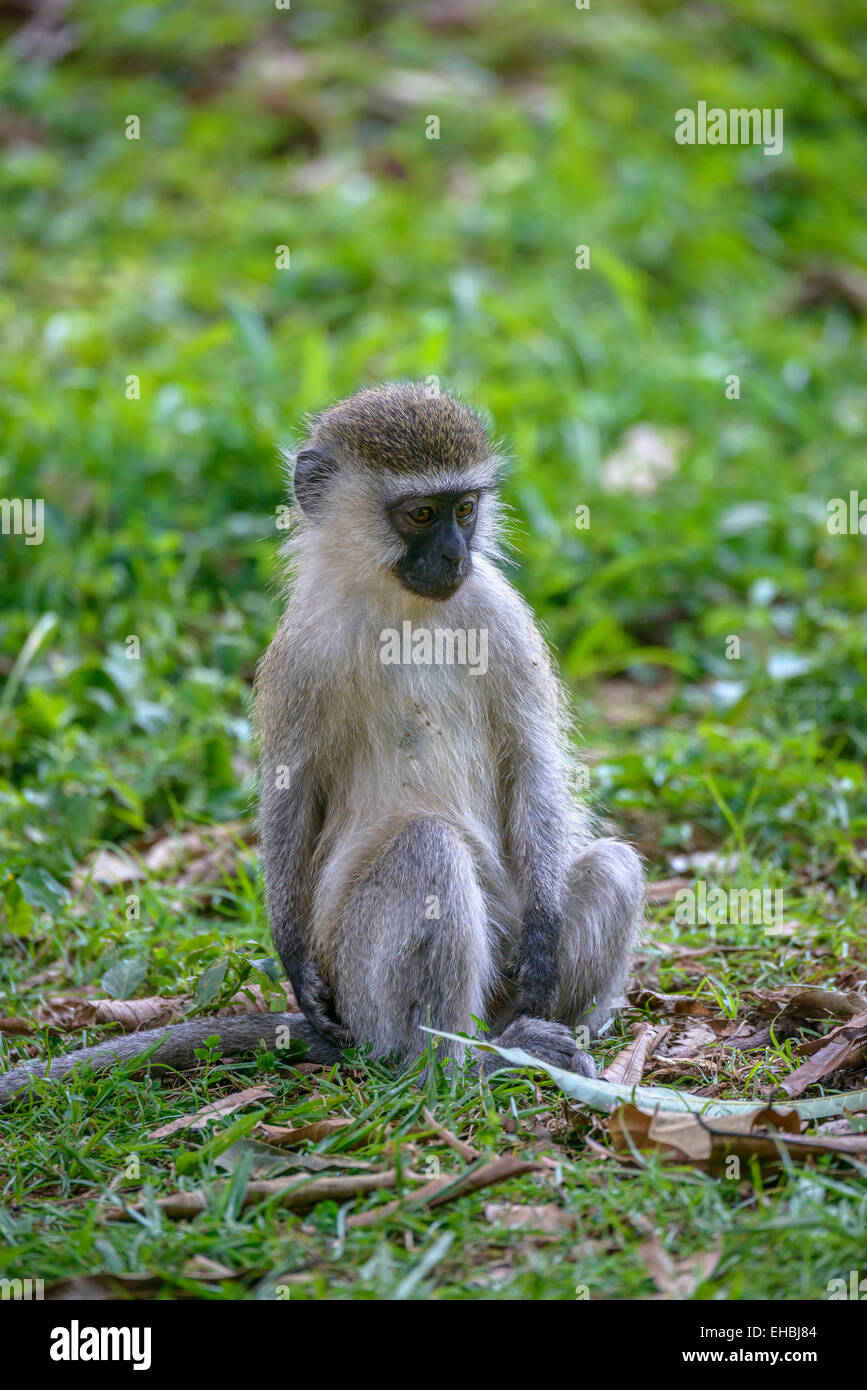 Eine junge, juvenile Vervet Affen, sitzt eine alte Welt Affen auf dem Rasen. Stockfoto