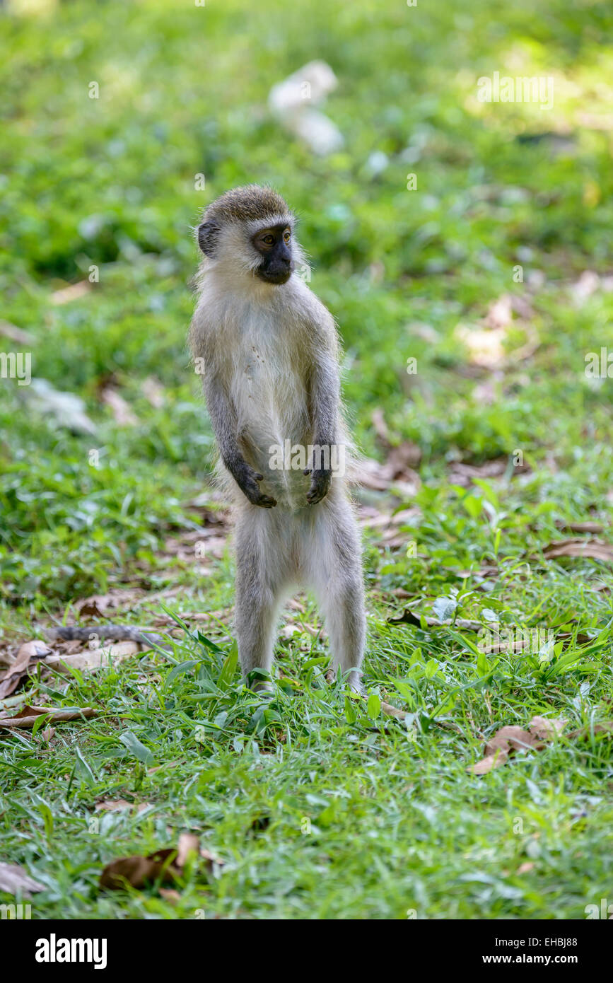 Ein Junge Vervet Affen steht aufrecht auf dem Rasen. Stockfoto