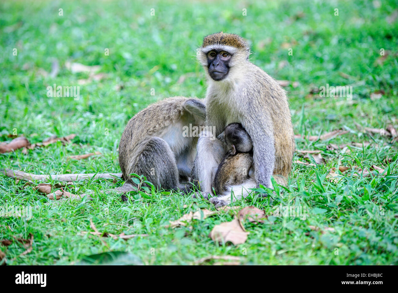 Erwachsenes Weibchen einen Vervet Affen, einer alten Welt Affe präparierte mit ihrem Nachwuchs, klammerte sich an ihr. Stockfoto