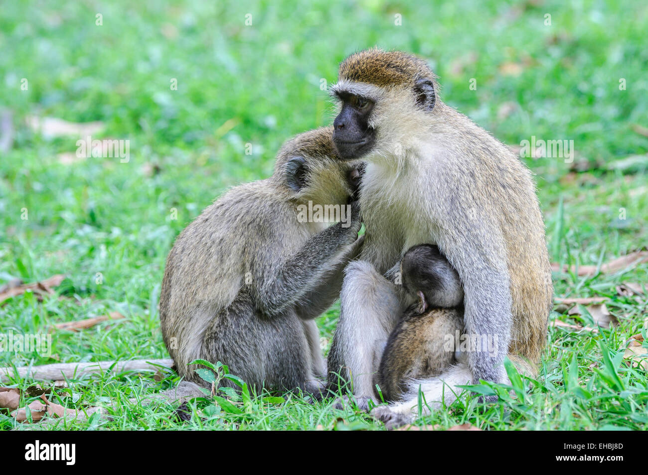 Erwachsenes Weibchen einen Vervet Affen, einer alten Welt Affe präparierte mit ihrem Nachwuchs, klammerte sich an ihr. Stockfoto