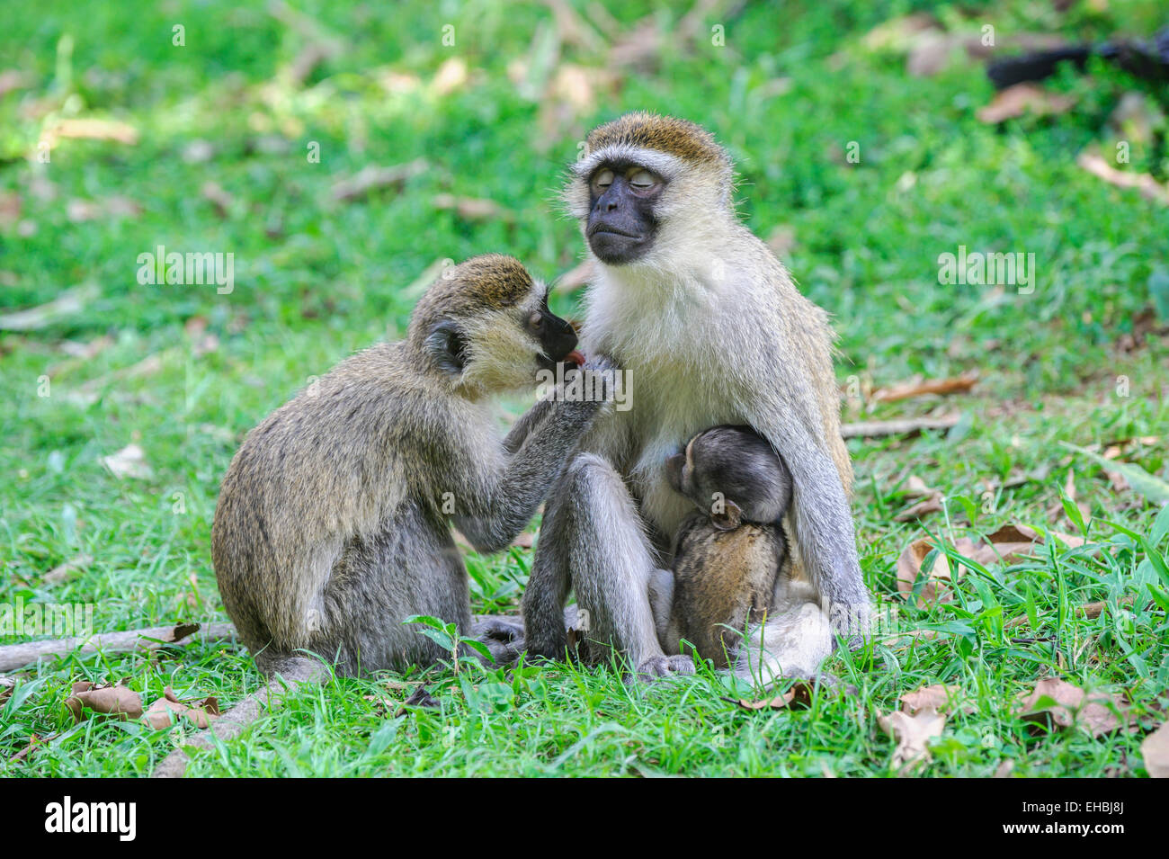 Bliss: erwachsenes Weibchen einen Vervet Affen präparierte mit ihrem Nachwuchs, klammerte sich an ihr. Stockfoto