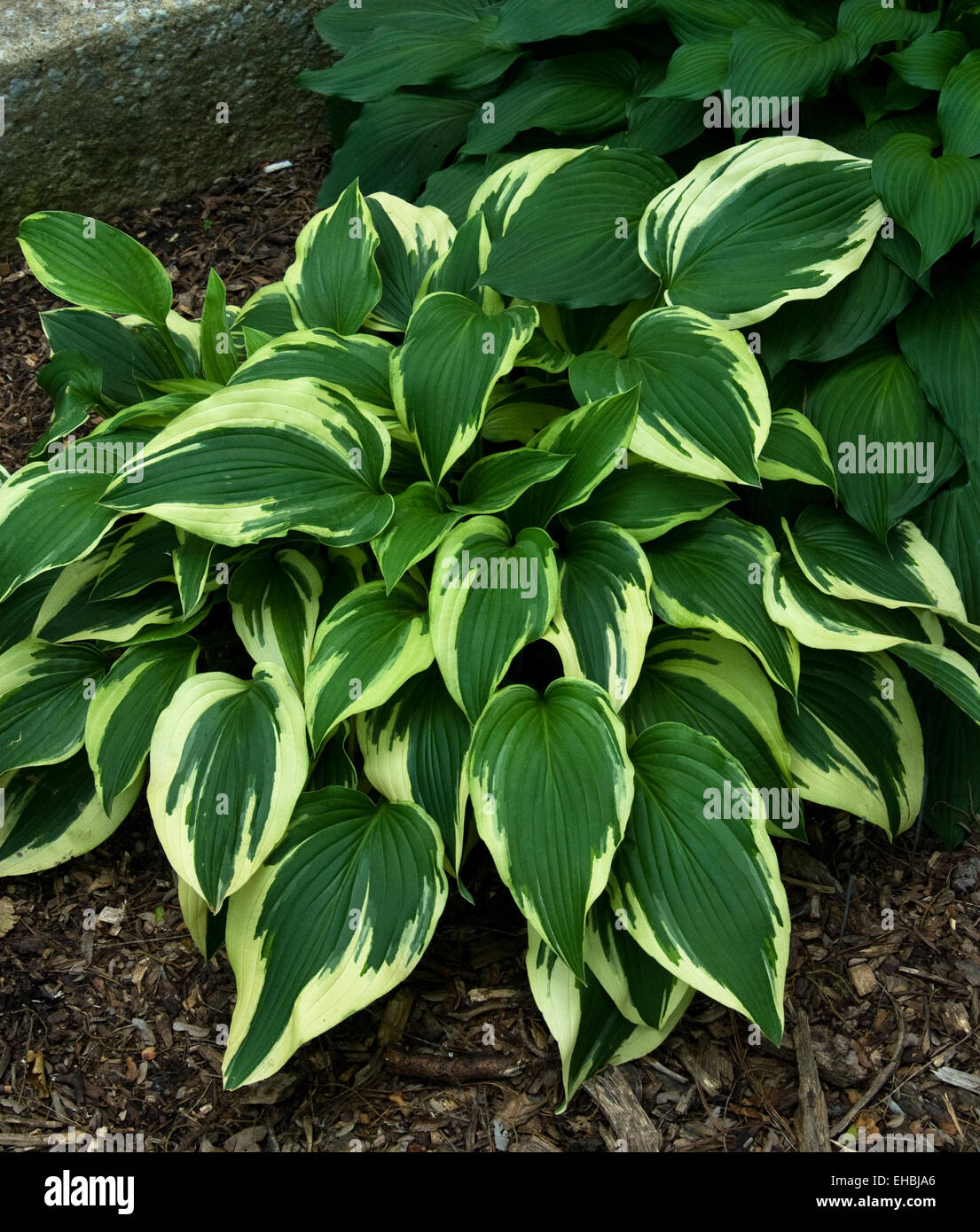 Hosta ' breiter Krempe Stockfoto