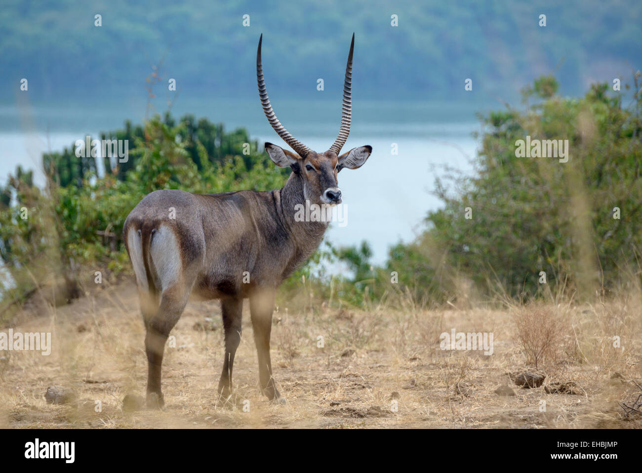 Einsamer sucht ein Defassa-Wasserbock misstrauisch über afrikanische Savanne mit einem See im Hintergrund. Querformat mit Exemplar. Stockfoto