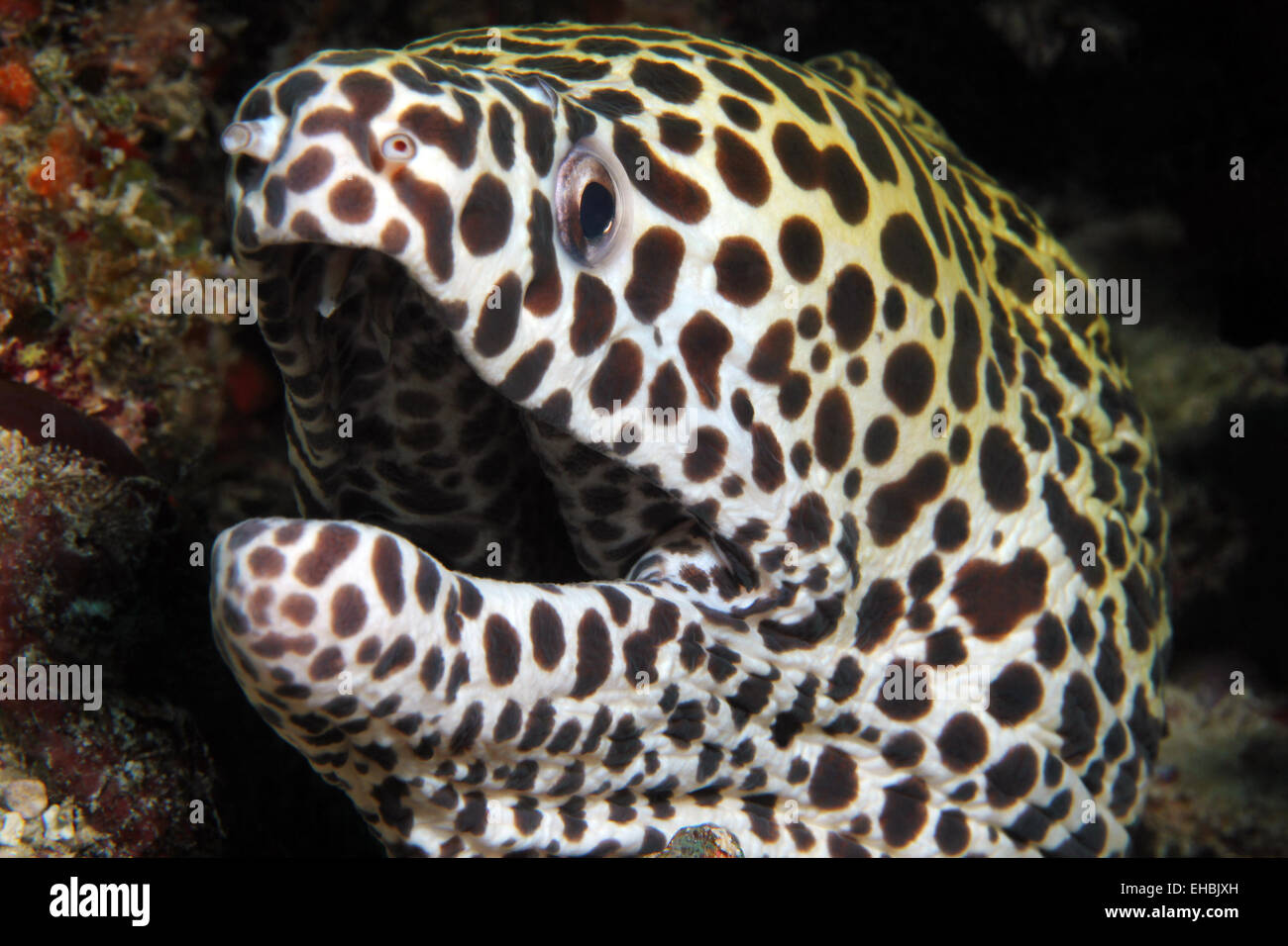 Honeycomb Moray Stockfoto