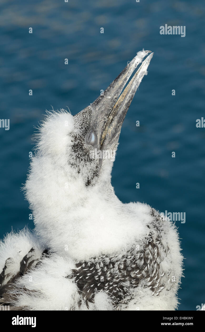 Flauschige junge Gannet Chick "Sula Bassana" Stockfoto