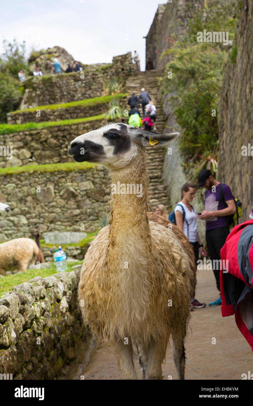 Machu Picchu, Cusco Region, Urubamba Provinz, Bezirk von Machu Picchu, Peru Stockfoto