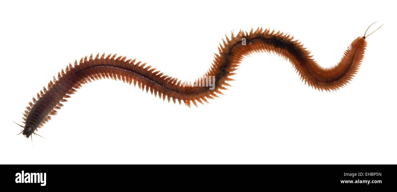 Ragworm - Perinereis cultrifera Stockfoto
