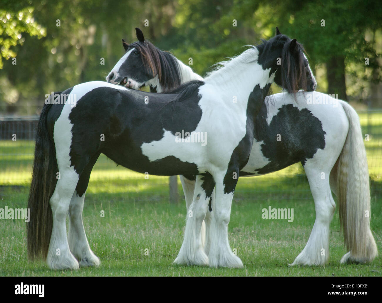 Zwei Stuten, die Gypsy Vanner Pferd pflegen einander Stockfoto