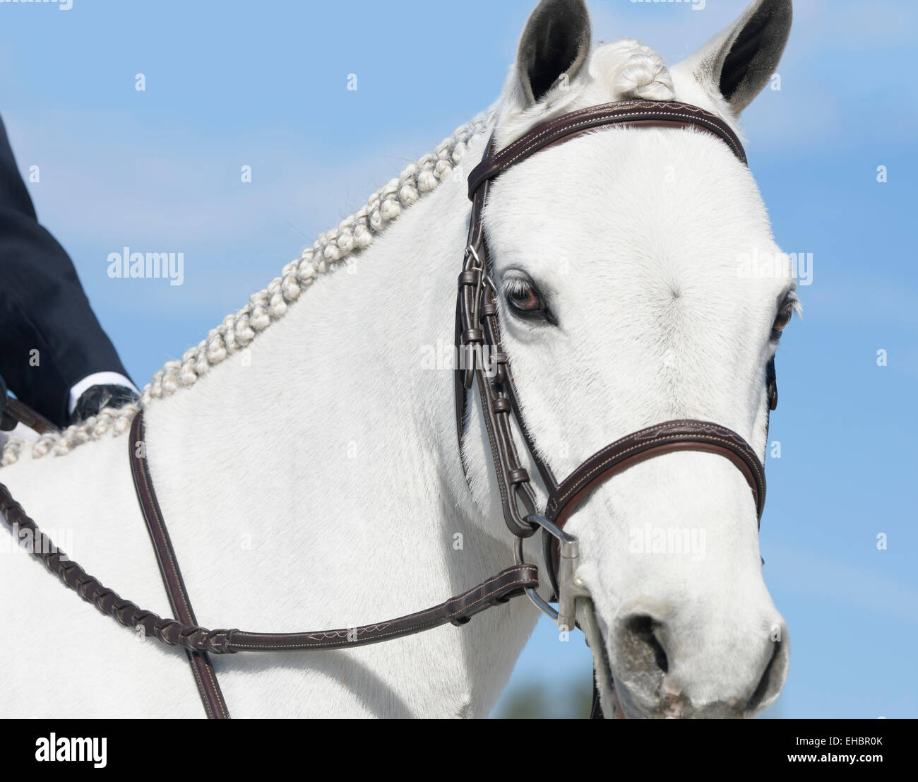 Pony mit Fahrer, Jugend-Springturnier Stockfoto