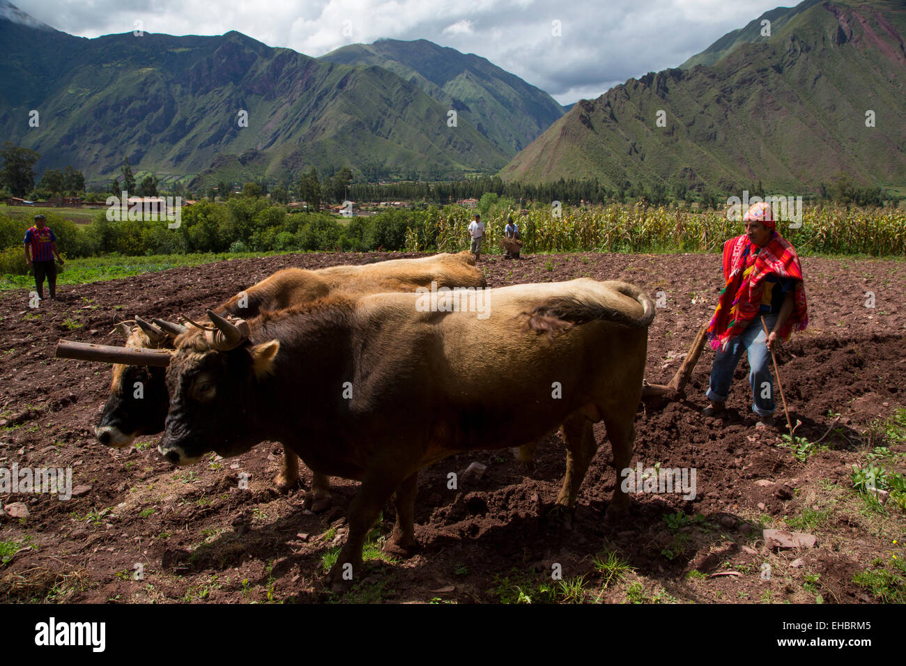 Ochsen pflügen, Bauernhof, Heiliges Tal, Region Cusco, Urubamba Provinz, Bezirk von Machu Picchu, Peru Stockfoto