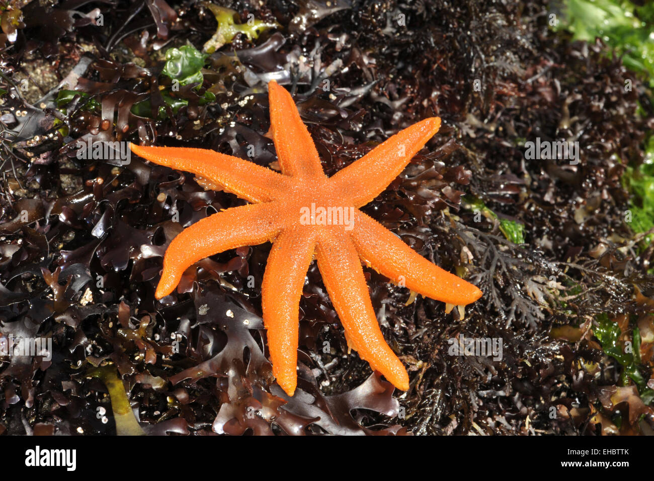 Sieben bewaffnete Starfish - Luidia ciliaris Stockfoto