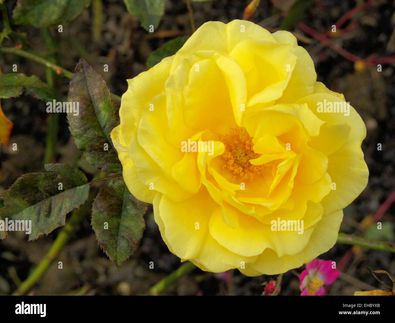 Gelbe Rose Stockfoto