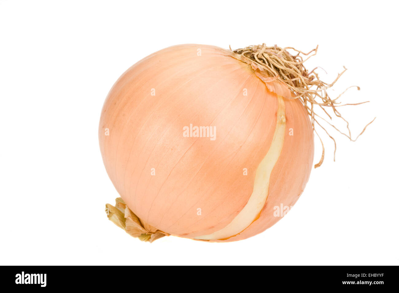 Einzelne Zwiebel Auf Weißem Hintergrund Stockfoto