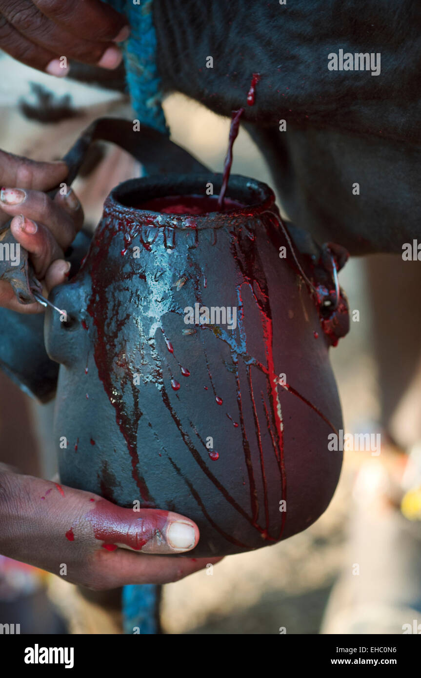 Ein schwarzer Stier mit der Halsschlagader geschnitten, Blut zu trinken bekommen bei einem Samburu Hochzeitszeremonie, Bogenschütze's Post-Bereich, Kenia Stockfoto