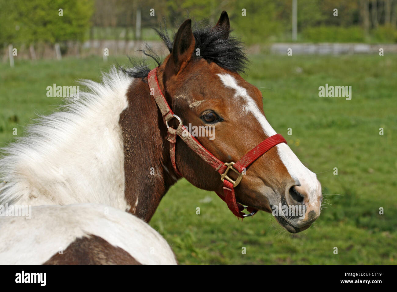 Arabisches Pferd Stockfoto