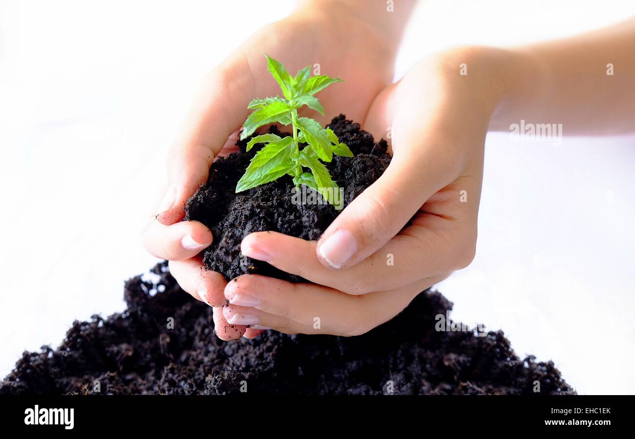 Hände und für eine junge Pflanze Stockfoto