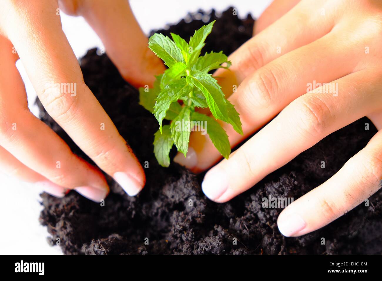 Hände und für eine junge Pflanze Stockfoto